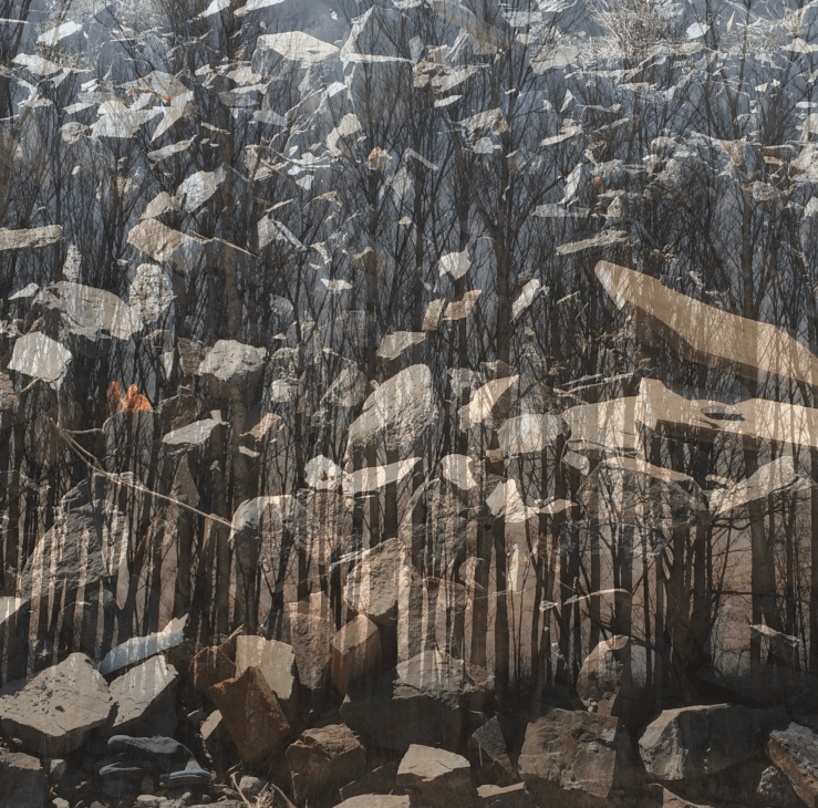 © Stefanie Honeder, N°31/36 aus der Foto-Edition "Roses that keep growing from concrete“, C-Print, 2019, 25x25cm